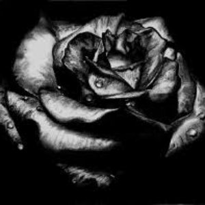 Black Rose Radio 的头像