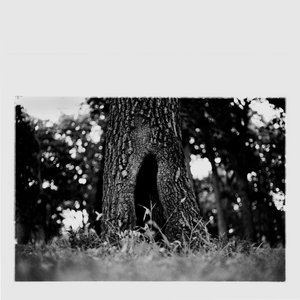 A Tree Hollow