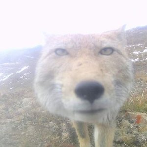 The Bug Collector - Single