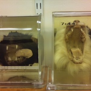 Corpse Twitcher 的头像
