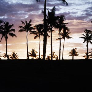 “Tropical”的封面