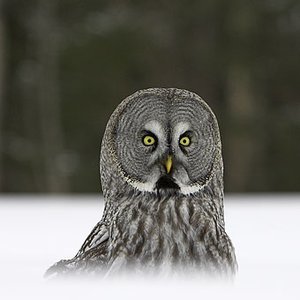 Great Gray Owl 的头像