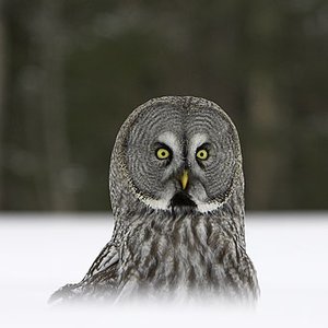 Great Gray Owl のアバター