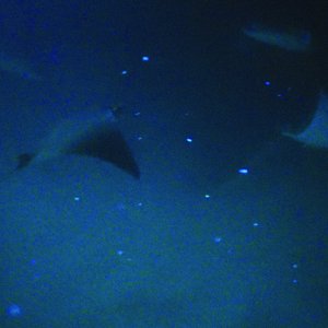 Aquatic Observations