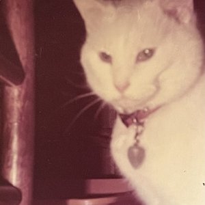 Avatar di lorelei hager