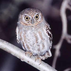 Elf Owl のアバター