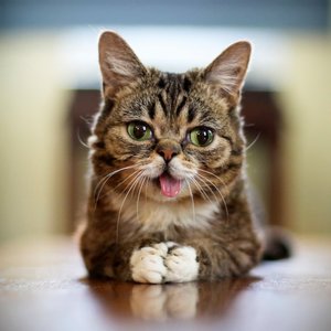 Lil Bub 的头像