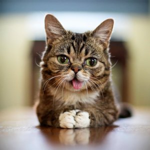 Image for 'Lil Bub'