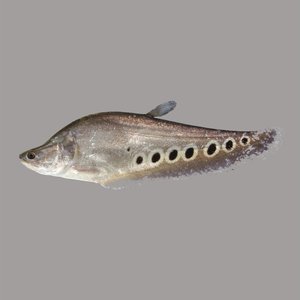 Oxis - Knifefish Lyrics - Zortam Music