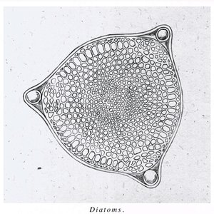 Diatoms