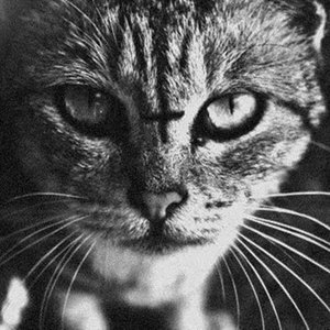 Avatar for Cat's Misanthropy
