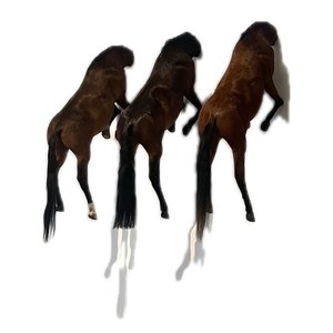 Segundi Garinasso - Single