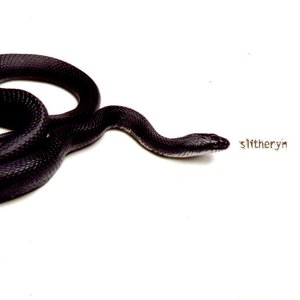 Slitheryn