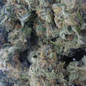 Herb Vendor 的头像