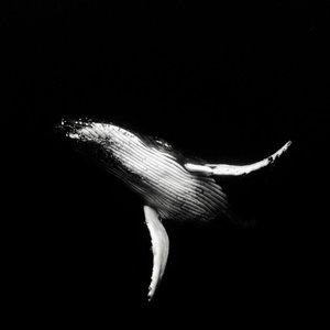 Into the Abyss - Single