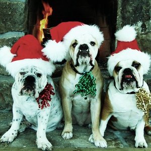 “The Holiday Pets”的封面