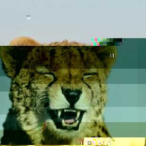 Awatar dla The Global Bangers