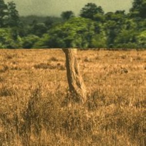 Green Fields