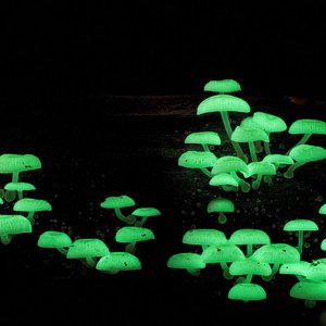 Mycena chlorophos