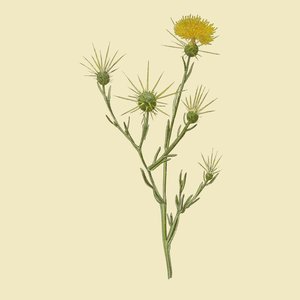The Best of Star Thistle