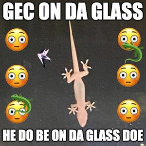 gec on da glass