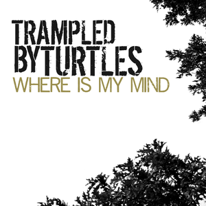 Trampled by Turtles - where is my mind - Zortam Music