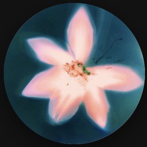 Your Magnolia 的头像