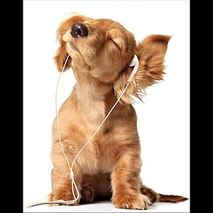 Little Dog