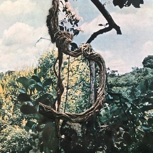 Celer, Forest Management 的头像