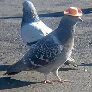 Avatar for Pigeon Sounds