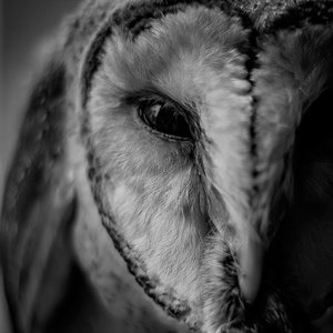 Black Eyed
