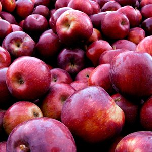 Army of Apples 的头像