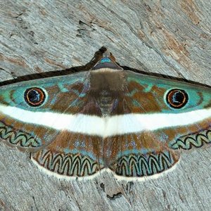 Avatar for 333mon
