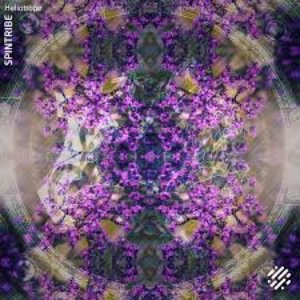 Heliotrope
