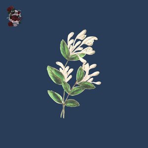 Mental Bouquet