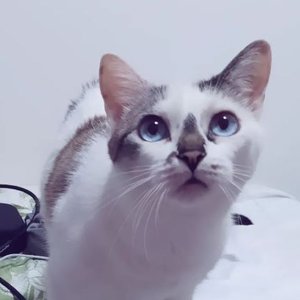 “Laura Pawmer”的封面