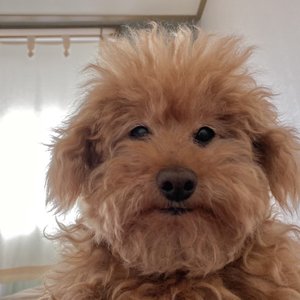 Zeldy 的头像