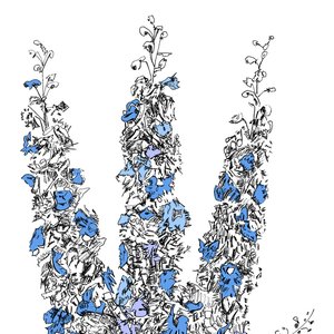Music To Watch Seeds Grow By 002: Davis Galvin - Prism (Delphinium Elatum)