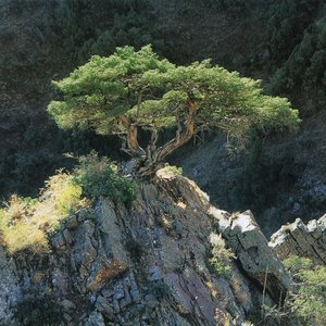 junipertree 的头像
