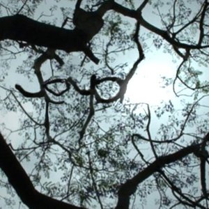 murmur