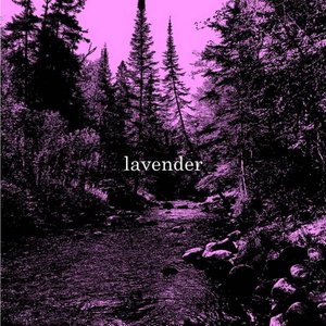 Lavender