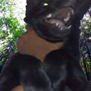 “Killing The Werewolf - Demo Album”的封面