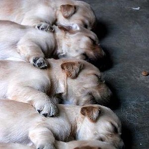 Day Sleeper 的头像