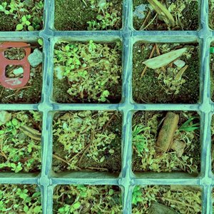 All This Time I Played the Beast - Single