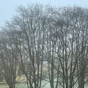 Houseplants - Single