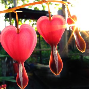 Heartdrops