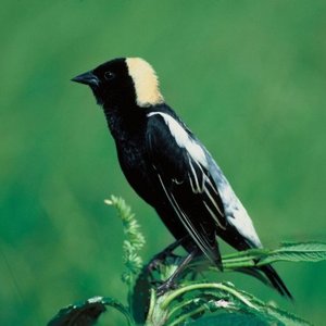 bobolink 的头像
