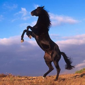 Avatar for Harbour Horse