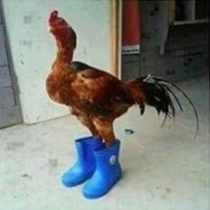 officialrooster 的头像