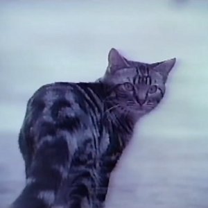 stray